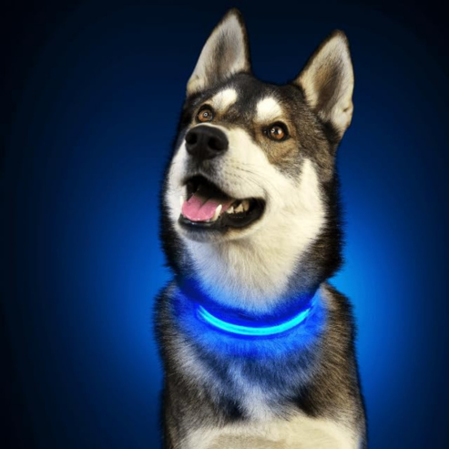 Collier Lumineux Animora pour Chien