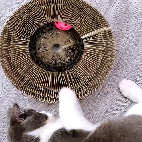 Griffoir pour Chat Animora